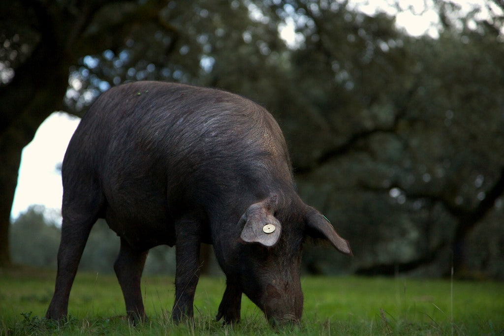 Aprende a distinguir un buen jamón para evitar engaños esta Navidad